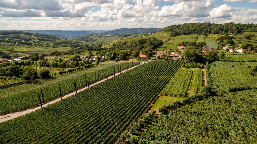 Vale dos Vinhedos é destaque no Brazil Wine Challenge 2026